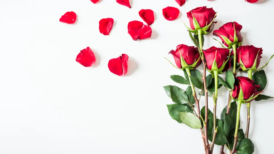 Siti di incontri sesso: rose rosse e petali sparsi su un fondo bianco