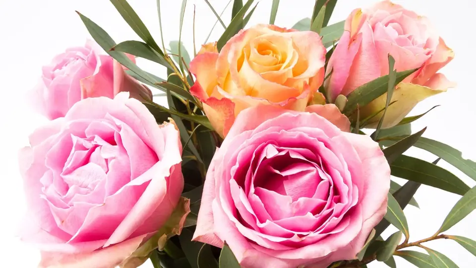 Incontri sesso Campania: rose rosa in un vaso