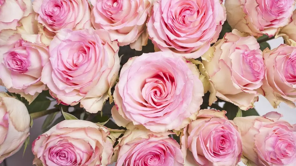 Incontri sesso Lazio: un mazzo di rose rosa