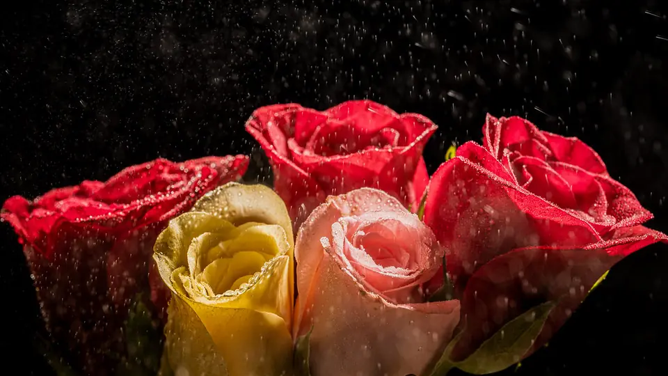 Incontri sesso Lombardia: rose rosse e gialle su fondo scuro