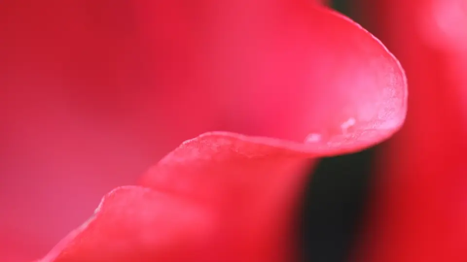 Incontri sesso Milano: un petalo di rosa rosso in controluce