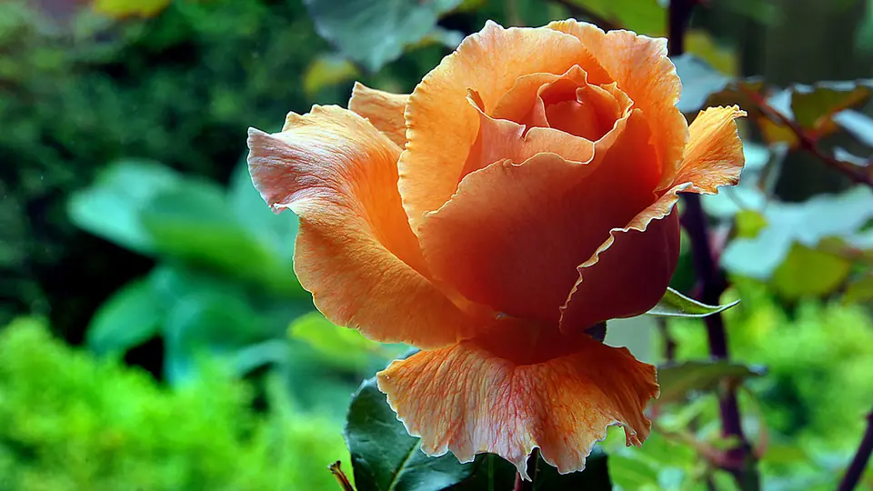 Incontri sesso Padova: una rosa arancione tra le foglie