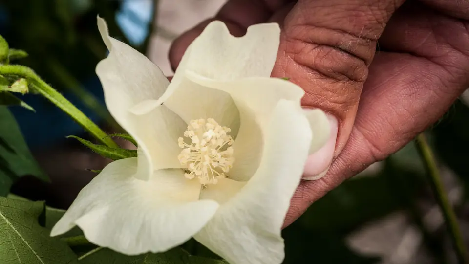 Incontri sesso Puglia: una mano che porge un fiore bianco