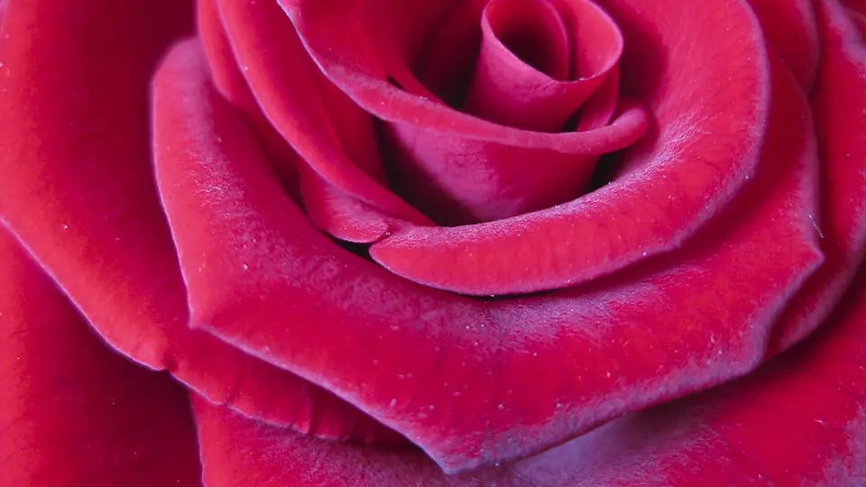 Incontri sesso Roma: una rosa rossa in primo piano