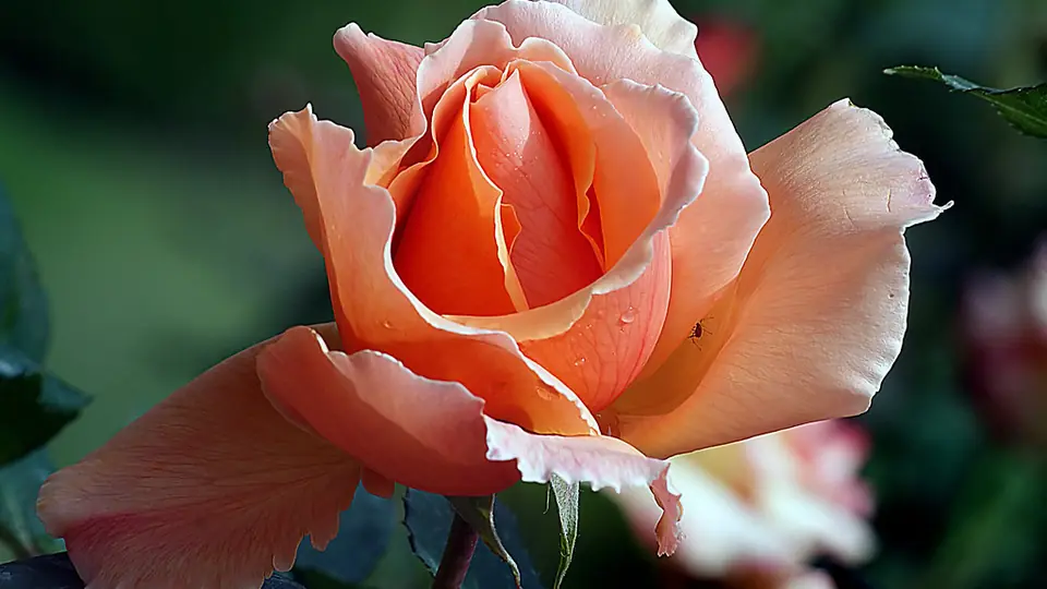 Incontri sesso Trieste: una rosa color pesca